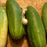 garden1